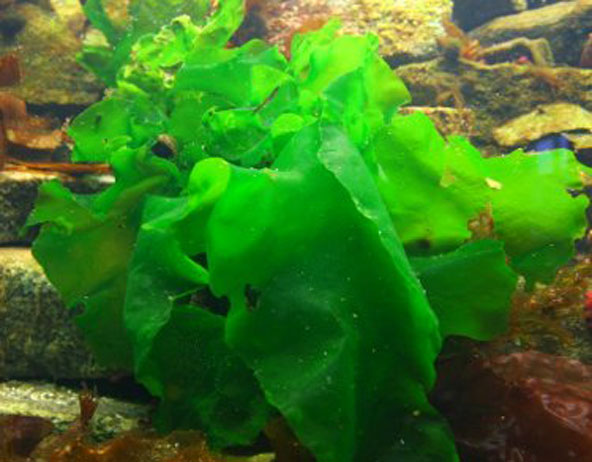 Agronomy and Utilization of Sea Lettuce (Ulva)